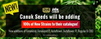 New Cannabis Strains in Stock