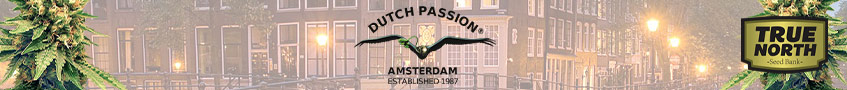 Dutch Passion