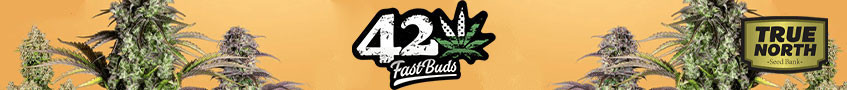 FastBuds