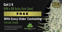 Female Seeds Promotion