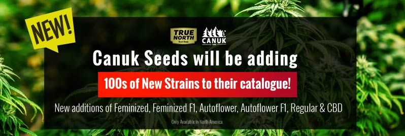 New Cannabis Seeds