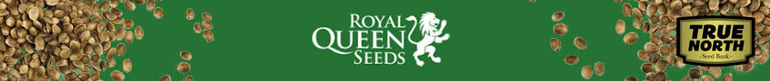 Royal Queen Seeds