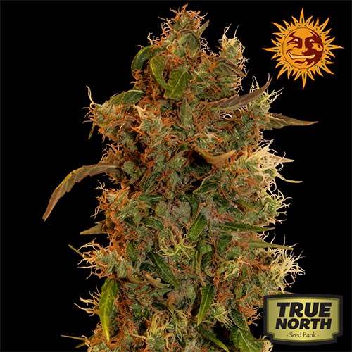 8 Ball Kush Feminized Seeds (Barney's Farm) True North Seed Bank