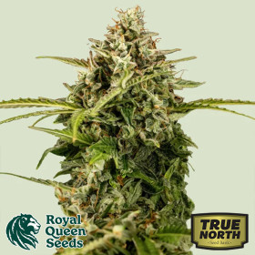 Buy Royal Queen Seeds Online | Premium Cannabis Genetics