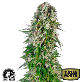 Sensi Seeds USA  Premium Cannabis Genetics