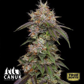 Afghan Hash Plant Feminized Seeds (Canuk Seeds) - ELITE STRAIN