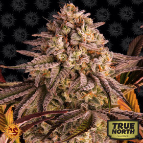 Buy Barney's Farm Cannabis Seeds at #1 Seed Bank