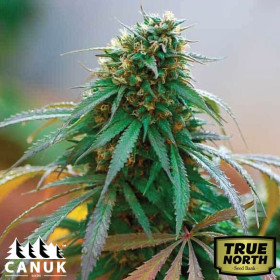 Lemon Shining Silver Haze Feminized Seeds (Royal Queen Seeds)