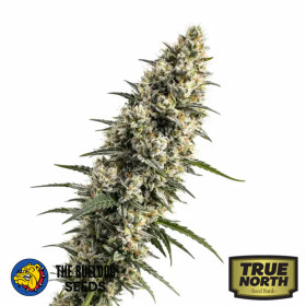 Maui Waui Feminized Seeds (Canuk Seeds) - ELITE STRAIN