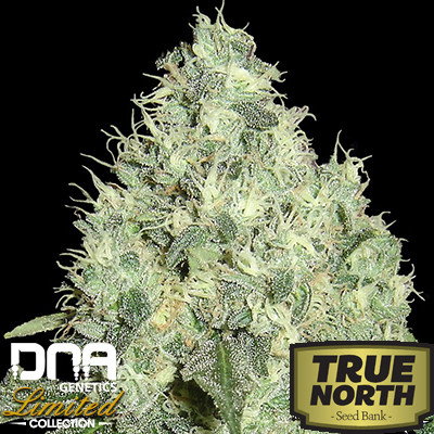 91 Krypt  – Limited Collection Strain