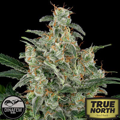 Cheese Automatic Feminized Seeds (Dinafem)