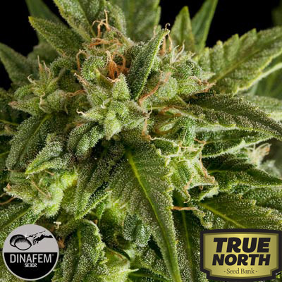 Fruit Automatic Feminized Seeds (Dinafem)