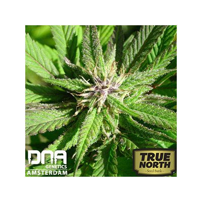 L.A. Confidential Feminized Seeds seeds (DNA Genetics)