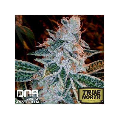 Lemon OG Kush Feminized Seeds (DNA Genetics)
