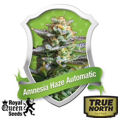 Amnesia Haze Automatic Feminized Seeds (Royal Queen Seeds)