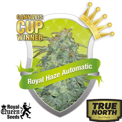 Royal Haze Automatic Feminized Seeds (Royal Queen Seeds)