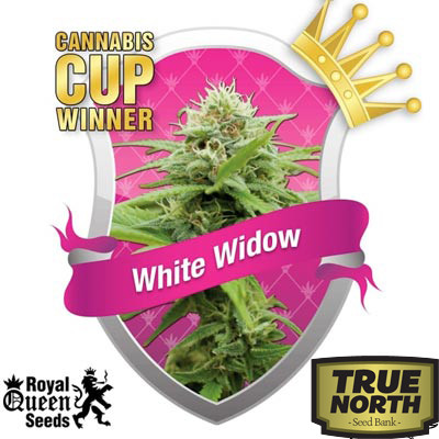 White Widow Feminized Seeds (Royal Queen Seeds)