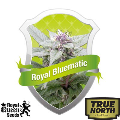 Royal Bluematic Automatic Feminized Seeds (Royal Queen Seeds)