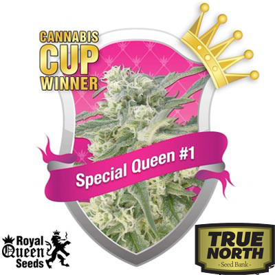 Special Queen #1 Feminized Seeds (Royal Queen Seeds)