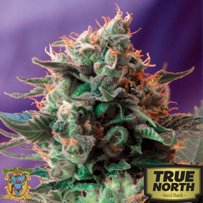 Jack 47 Feminized Seeds (Sweet Seeds)