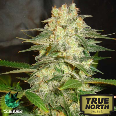 Afghan Kush Ryder Autoflowering Feminized Seeds (World of Seeds) 