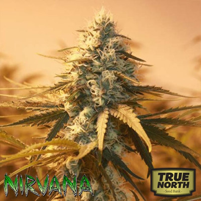 AK48 FEMINIZED Seeds (Nirvana Seeds)