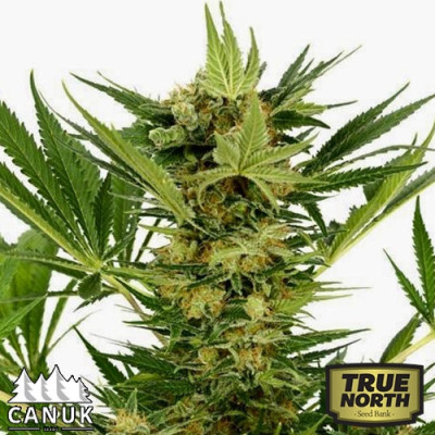 AK Fast Feminized Seeds (Canuk Seeds) - CLEARANCE