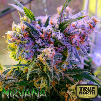 Aurora Indica FEMINIZED Seeds (Nirvana Seeds)