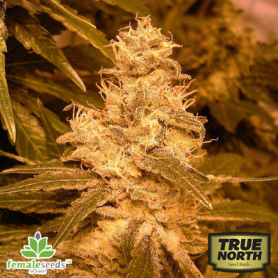 Auto Kush Feminized Seeds (Female Seeds)