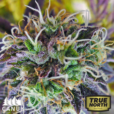 Purple Kush Auto Feminized Seeds (Canuk Seeds)