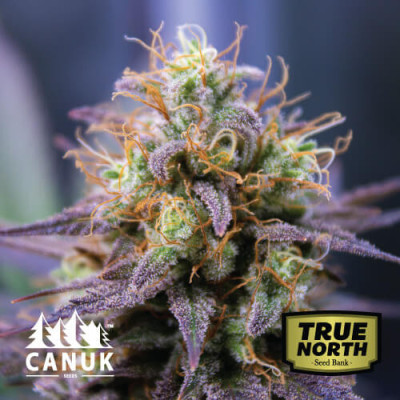 Ayahuasca Purple Feminized Seeds (Canuk Seeds) - ELITE STRAIN