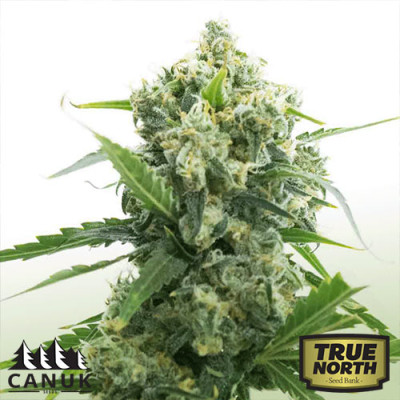 Banana Kush Auto Feminized Seeds (Canuk Seeds) - ELITE STRAIN