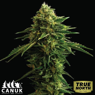 Banana Zkittlez Feminized Seeds (Canuk Seeds) - ELITE STRAIN