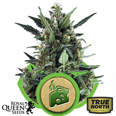Blue Cheese Auto Feminized Seeds (Royal Queen Seeds)
