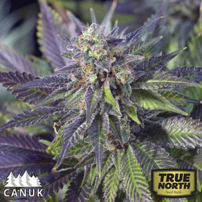 Blue Widow Feminized Seeds (Canuk Seeds) - ELITE STRAIN 