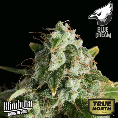 Blue Dream FEMINIZED Seeds (BlimBurn Seeds)