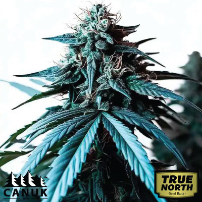 Blue HeadBand Feminized Seeds (Canuk Seeds) - ELITE STRAIN