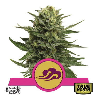 Blue Mystic Feminized Seeds (Royal Queen Seeds)