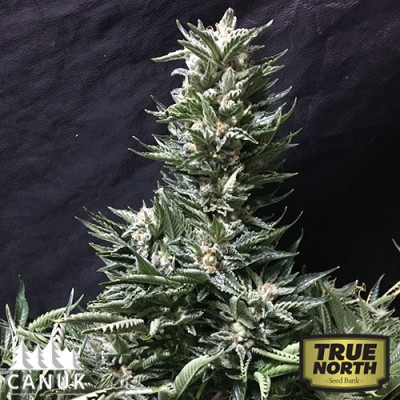 Bruce Banner FAST Feminized Seeds (Canuk Seeds) - ELITE STRAIN