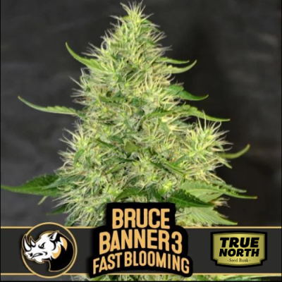 Bruce Banner Fast Blooming FEMINIZED Seeds (BlimBurn Seeds)