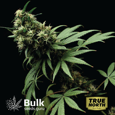 AK Feminized Seeds (Bulk Seeds Guru)