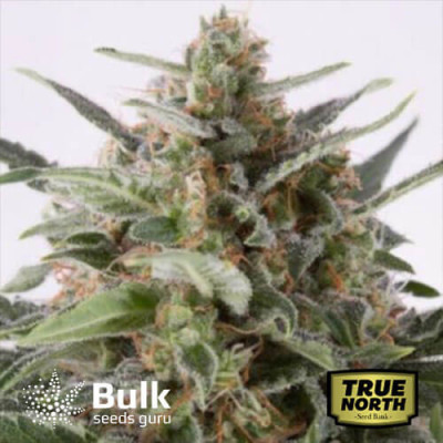 AK x Critical Mass Feminized Seeds (Bulk Seeds Guru)