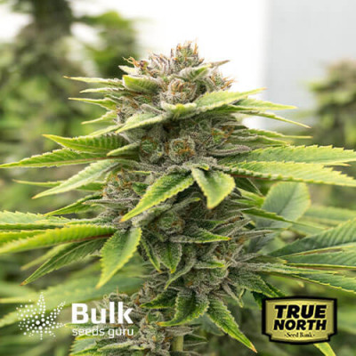 Zkittlez Feminized Seeds (Bulk Seeds Guru) - ELITE STRAIN