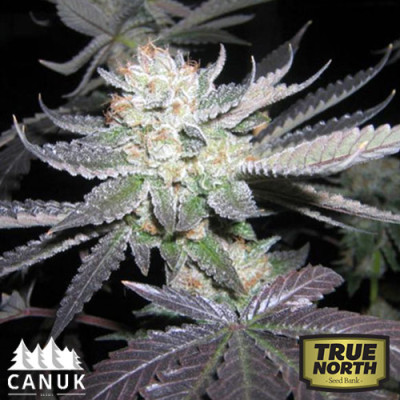 Bubba Kush Feminized Seeds (Canuk Seeds)