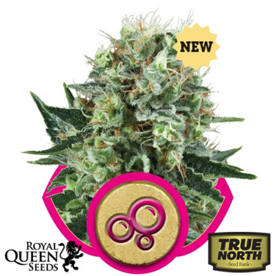 Bubble Kush Feminized Seeds (Royal Queen Seeds)