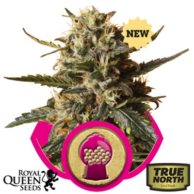 Bubblegum XL Feminized Seeds (Royal Queen Seeds)