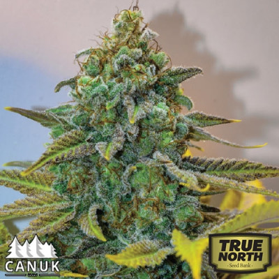 Cinderella 99 FAST Feminized Seeds (Canuk Seeds) - ELITE STRAIN