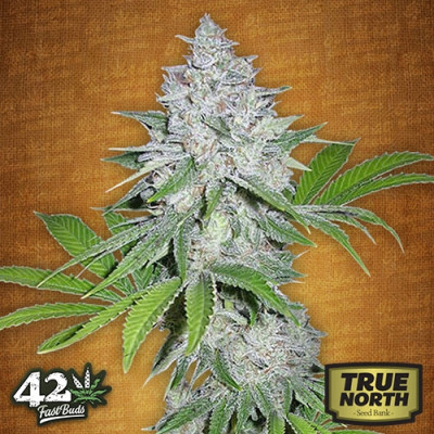 Californian Snow Auto Feminized Seeds (FastBuds) - CLEARANCE