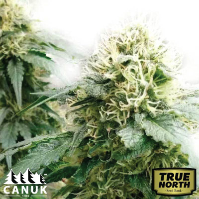 Candy Kush Fast Version Feminized Seeds (Canuk Seeds) - ELITE STRAIN