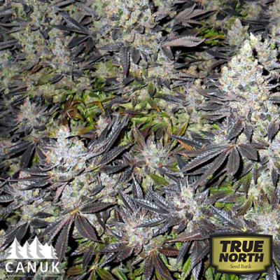 Canuk Cookies Feminized Seeds (Canuk Seeds) - ELITE STRAIN